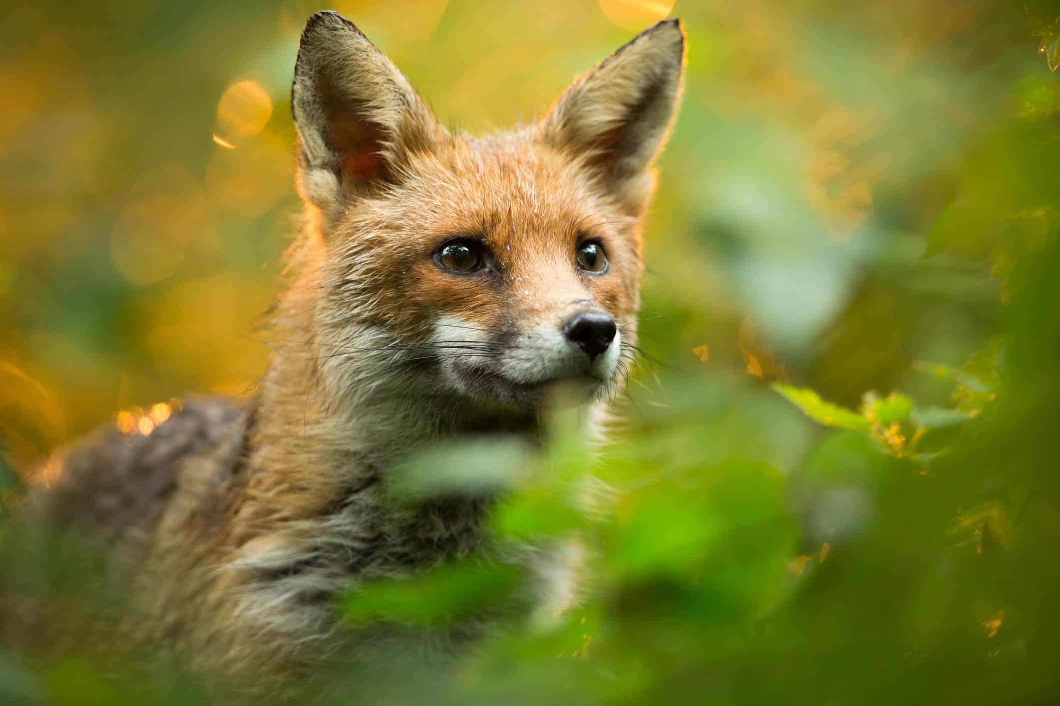 Fox Exclusion Slough