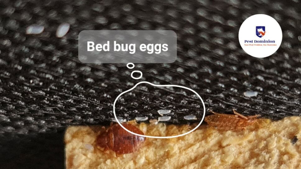 bed bugs