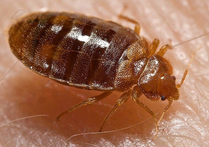 bed bug control service