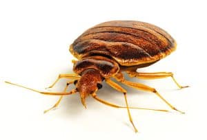 Close-up image of an adult bed bug on a mattress seam.