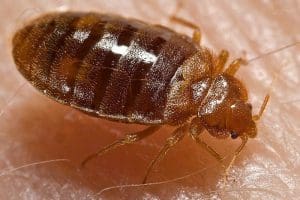 bed bug control service