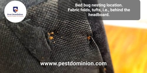 Bed bug (Cimex lectularius)