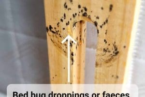 Cimex lectularius (Bed bug) droppings