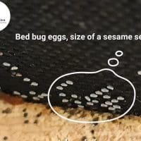 bed bug (Cimex lectularius) eggs